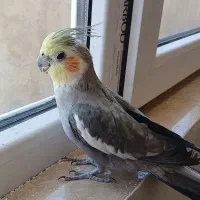 طوطی