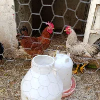 دوعدد خروس
