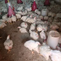 مرغ فقط 335 ««کالا برگ فعال است»»