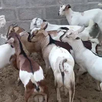 کهرنرگوشتی
