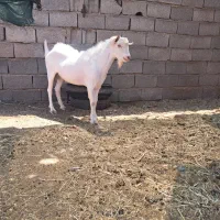 چبش سانن