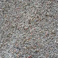 گاودانه وکوروشنه