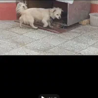 فروش سگ باهوش و بازیگوش