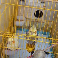 پرنده|پرنده|پارس‌آباد, |دیوار