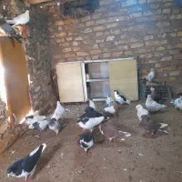 کفتر پرشی رنگی خوشرنگ طوقی بدرنگ و....