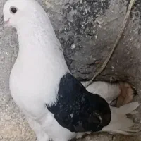 کفتر|پرنده|مشهد, سمزقند|دیوار