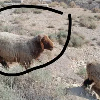 بره|حیوانات مزرعه|بندر کنگان, |دیوار