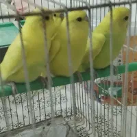 سلام فقط معاوضه با مرغ عشق رنگ دیگه