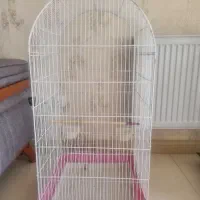قفس عروس هلندی