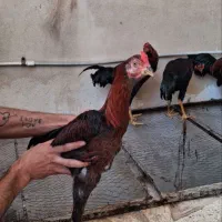 ۵عدد خروس لاری اصیل ۶ ماهه