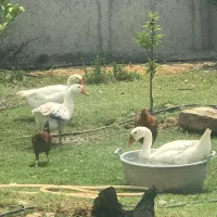 فروش غاز یا معاوضعه