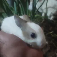 فروش تعدادی بچه خرگوش یک ماهه