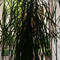 فروش لیندای‌ سی ساله سه متری