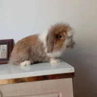 خرگوش ماده باردار لوپ اصل