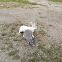 خرگوش نرو ماده توضیحات کامل خوانده شود