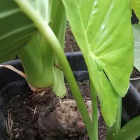 بابا آدم ، تک سوز و گل یخ