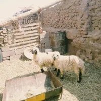 دوراس بره ماده