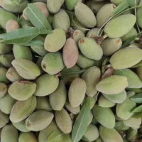 مهمان چند هفته ای ( نوبرانه‌)