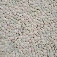 عدس محلی بش