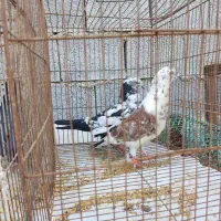 کبوتر|پرنده|بندر گناوه, |دیوار