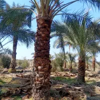 فروش انواع درخت نخل با قیمت مناسب