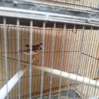 فنچ