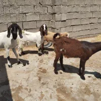 بز و بزغاله دورگ پاکستانی