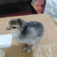 جوجه دیلگونی اصل موجوده