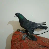 ۱عددفیلی مایا