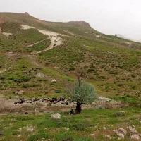 فروش گله گوسفند داشتی