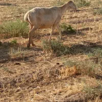 میش چینی|حیوانات مزرعه|بیرجند, |دیوار