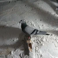 کبوتر پلاکی گرفتنی دریایی