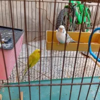 یک جفت مرغ عشق انگلیسی
