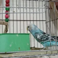 بچه مرغ عشق ۲ ماه