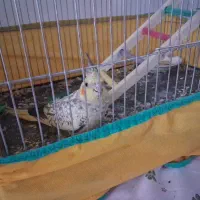 عروس هلندی