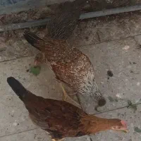 جوجه محلیی