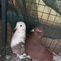کبوتر پرشی درجه یک دماغ برداشته
