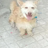 سگ پاکوتاه