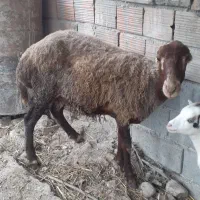 گوسفندشیشک توقلی جوان