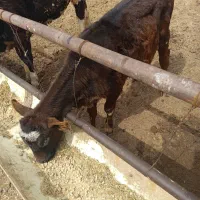 گوساله ماده