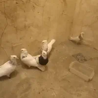 کبوتر