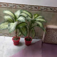 گل طبیعی دیفن