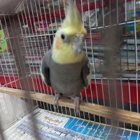 عروس هلندی نر  آماده جفت بیابیا میگه فروش و معاوضه