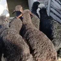 بره گوسفند نر ماده نژاددار