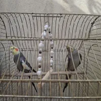 عروس هلندی جفت