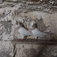 جند جفت کبوتر