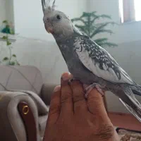 پرنده عروس