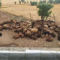 کاروخدمات