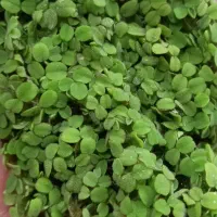 گیاه آکواریومی رو آبی سالوینیا