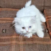 پرشین چشم دو رنگ